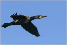 Cormorano