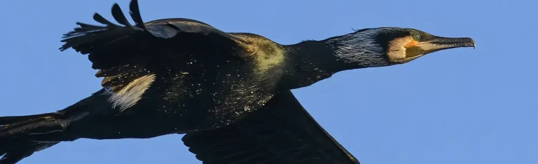 Cormorano