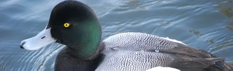 Uno Moretta grigia che nuota. Testa verde con becco grigio chiaro. Petto nero e fianchi bianchi.