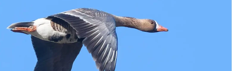 Oca Oca lombardella in volo. Striscia bianca nelle piume di volo delle ali. Bagliori bianchi sulla fronte.