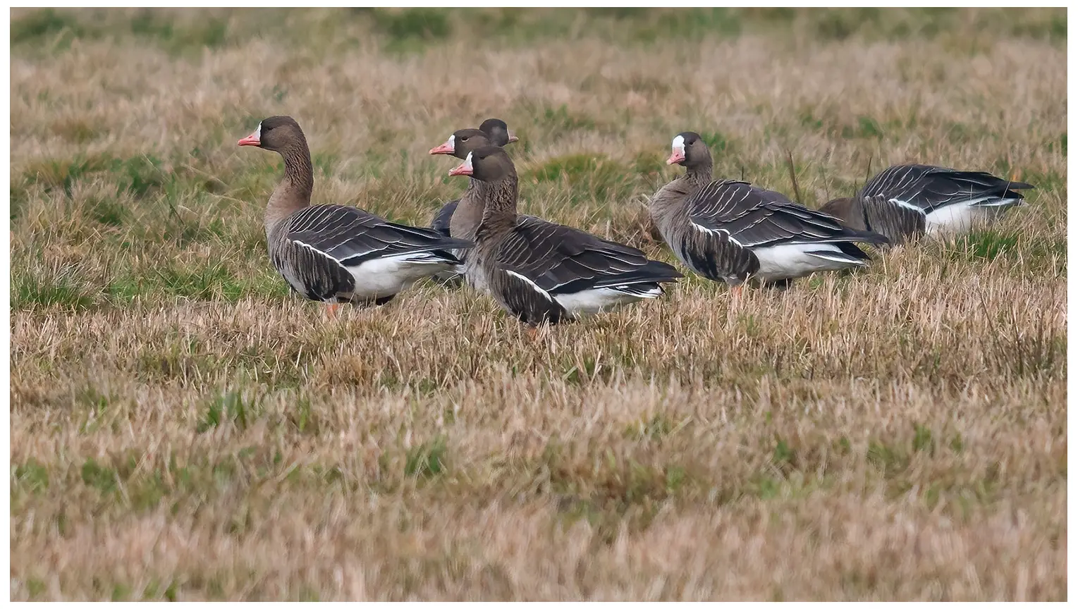 Oca lombardella