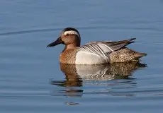 Marzaiola