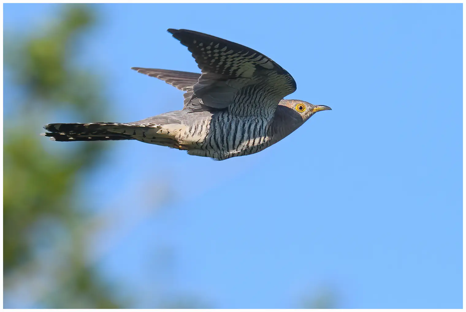 Cuculo eurasiatico