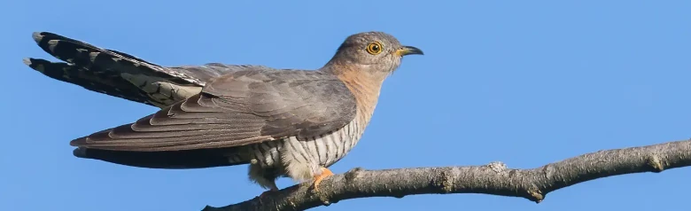 Cuculo eurasiatico. Falco con ali lunghe e appuntite e coda lunga. Grigio cenere con coda e ali più scure, lato inferiore chiaro con barre trasversali scure.