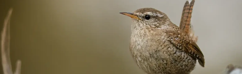 Scricciolo comune. Visto di fronte su un ramo. Piccolo uccello bruno-ruggine con coda rivolta verso l'alto.