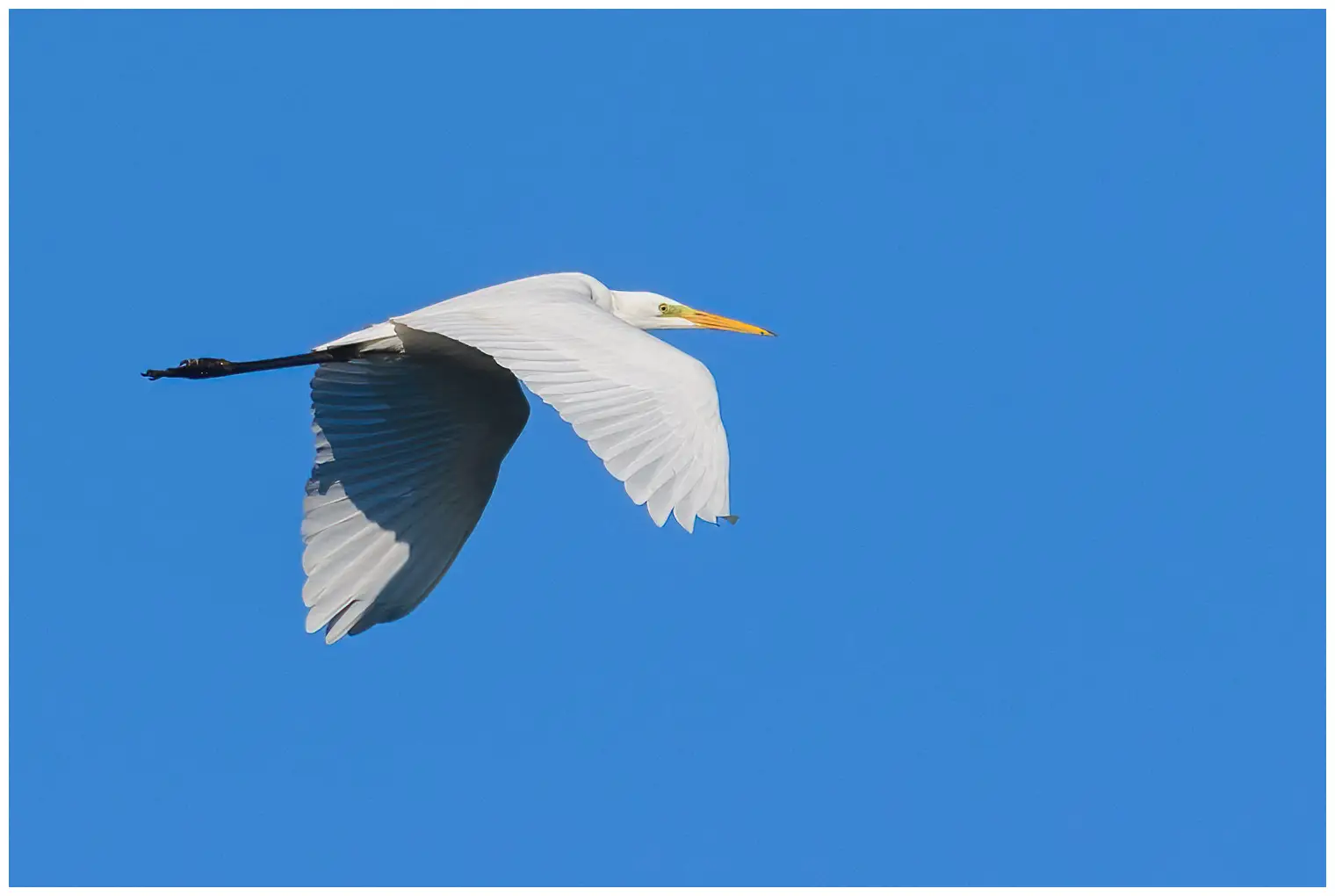 Airone bianco maggiore