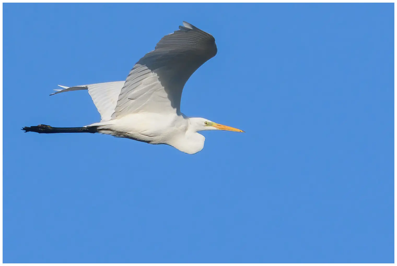 Airone bianco maggiore