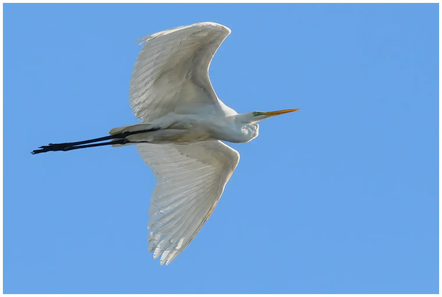 Airone bianco maggiore