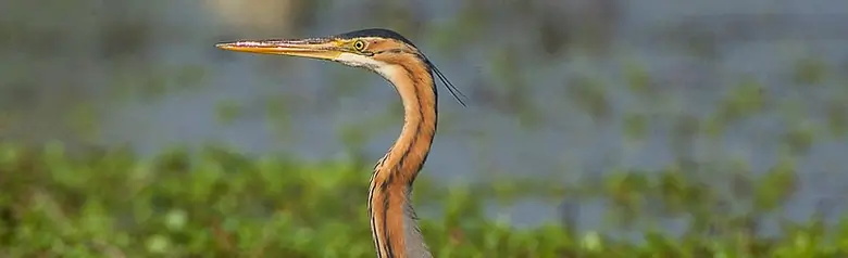Airone rosso. Avvistato mentre cammina tra la vegetazione in acqua. Il piumaggio è grigio e bruno-rossastro.