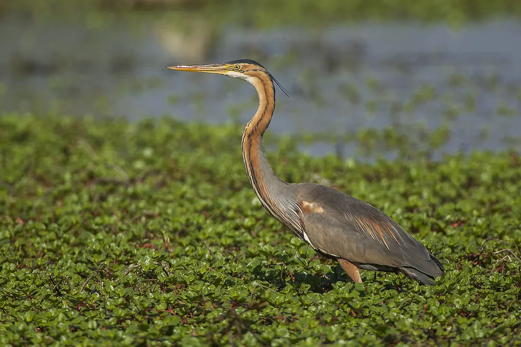Airone rosso. Avvistato mentre cammina tra la vegetazione in acqua. Il piumaggio è grigio e bruno-rossastro.