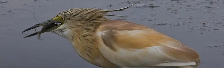 Sgarza ciuffetto. Marrone chiaro con zampe verdi. Un piccolo e potente airone con un collo corto e spesso.
