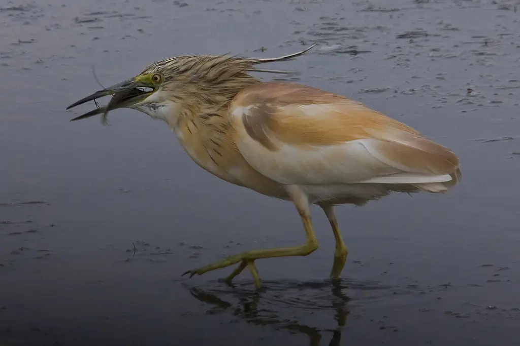 Sgarza ciuffetto. Marrone chiaro con zampe verdi. Un piccolo e potente airone con un collo corto e spesso.