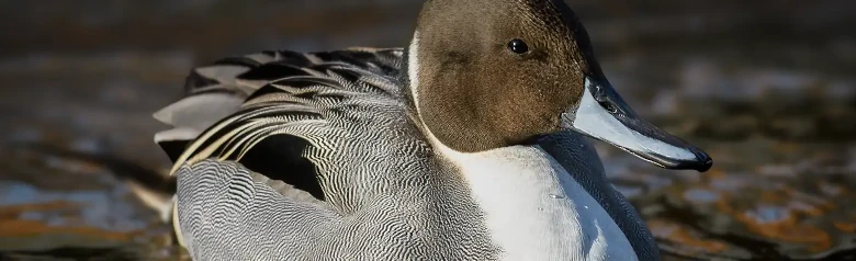 Un'anatra codina settentrionale con testa marrone, collo bianco e corpo grigio galleggia sull'acqua.