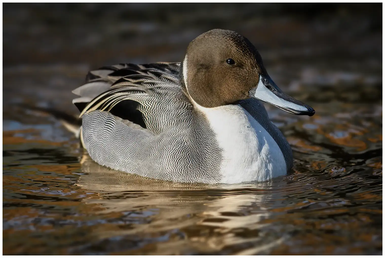 Un'anatra codina settentrionale con testa marrone, collo bianco e corpo grigio galleggia sull'acqua.