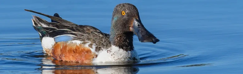 Mestolone. L'anatra è sdraiata sull'acqua e il becco molto largo è molto evidente. Fianco marrone.