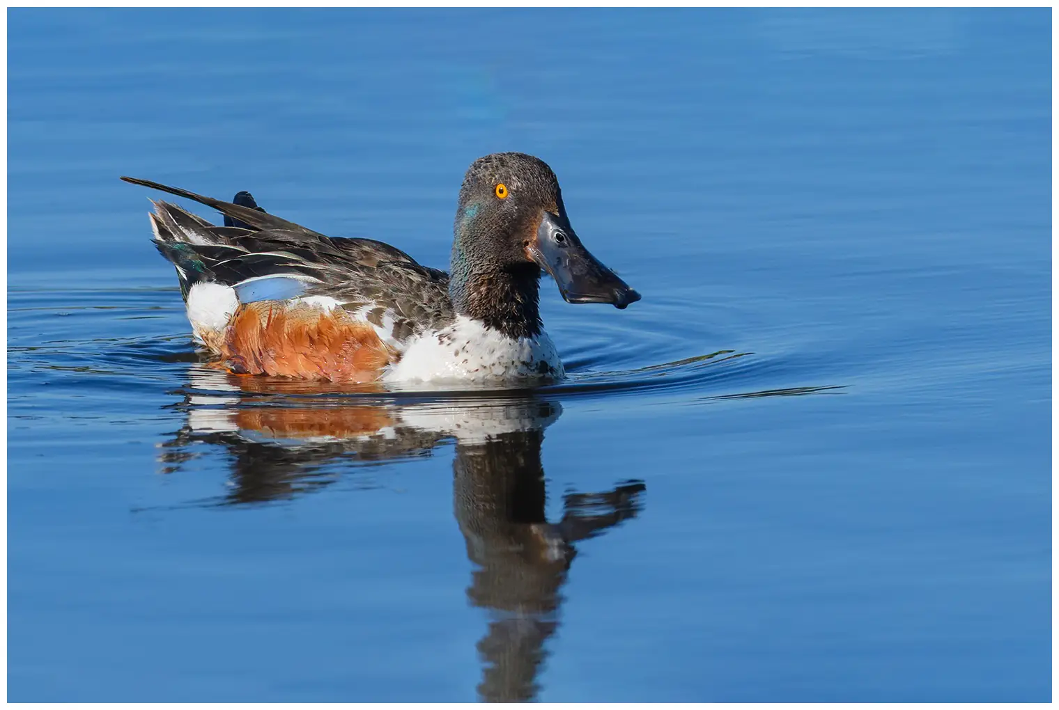 Mestolone. L'anatra è sdraiata sull'acqua e il becco molto largo è molto evidente. Fianco marrone.