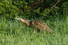 Tarabuso eurasiatico