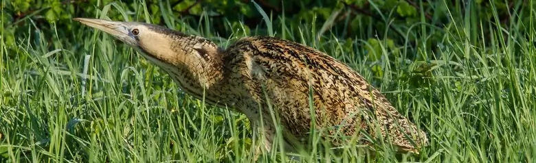 Tarabuso eurasiatico. Qui in una fitta vegetazione. Airone di medie dimensioni con piumaggio marrone dorato a strisce longitudinali.