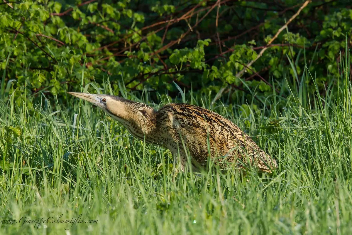 Tarabuso eurasiatico. Qui in una fitta vegetazione. Airone di medie dimensioni con piumaggio marrone dorato a strisce longitudinali.