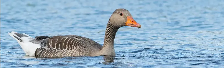 Un'oca selvatica che si nutre nell'acqua. L'acqua rimbalza sulle piume dell'oca.