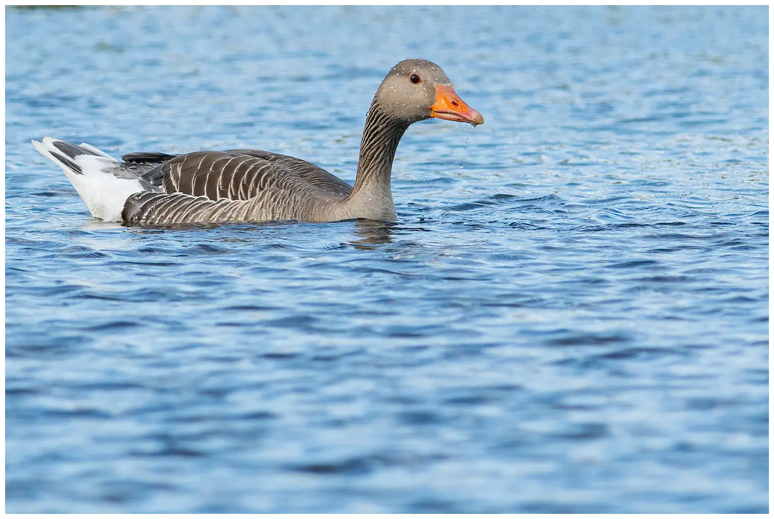 Un'oca selvatica che si nutre nell'acqua. L'acqua rimbalza sulle piume dell'oca.
