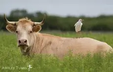 Airone guardabuoi