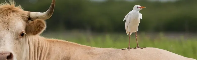 Airone guardabuoi