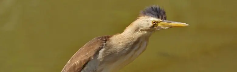 Tarabusino comune. Ha zampe grigio-verdastre. Il maschio (foto) è giallo-brunastro con groppone, dorso e piume di volo neri.