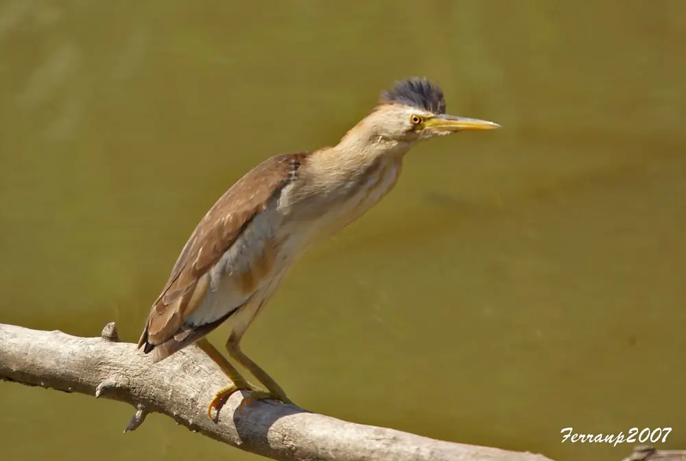 Tarabusino comune. Ha zampe grigio-verdastre. Il maschio (foto) è giallo-brunastro con groppone, dorso e piume di volo neri.