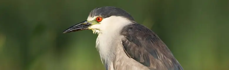 Nitticora comune. È l'unico airone in Europa in cui l'uccello adulto ha gli occhi rossi. Il becco è forte e relativamente corto per un airone.