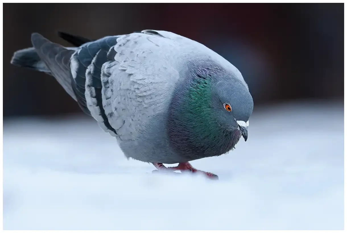 Piccione selvatico
