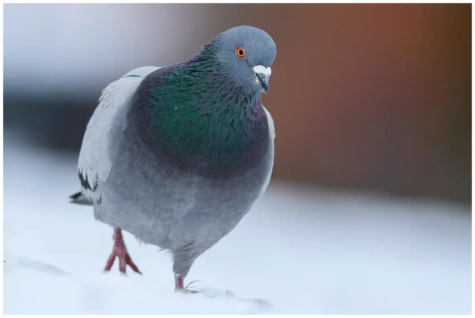 Piccione selvatico