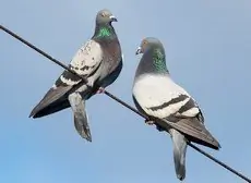 Piccione selvatico