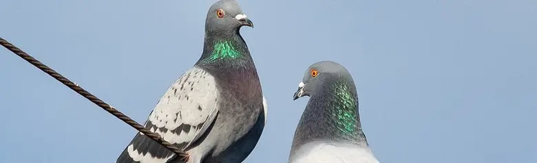 Piccione selvatico. Due piccioni seduti su un filo. Dorso e ali grigi con due spesse bande trasversali nere sul lato superiore delle ali. Occhi arancioni.