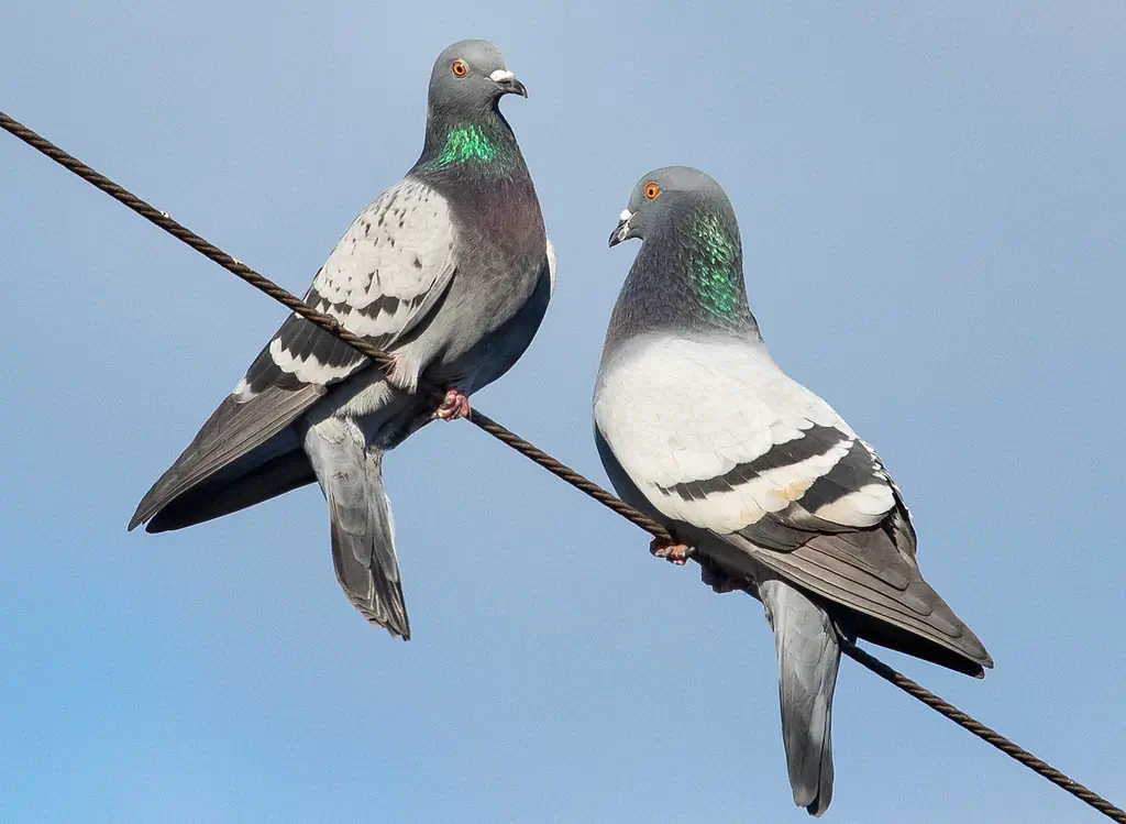 Piccione selvatico. Due piccioni seduti su un filo. Dorso e ali grigi con due spesse bande trasversali nere sul lato superiore delle ali. Occhi arancioni.