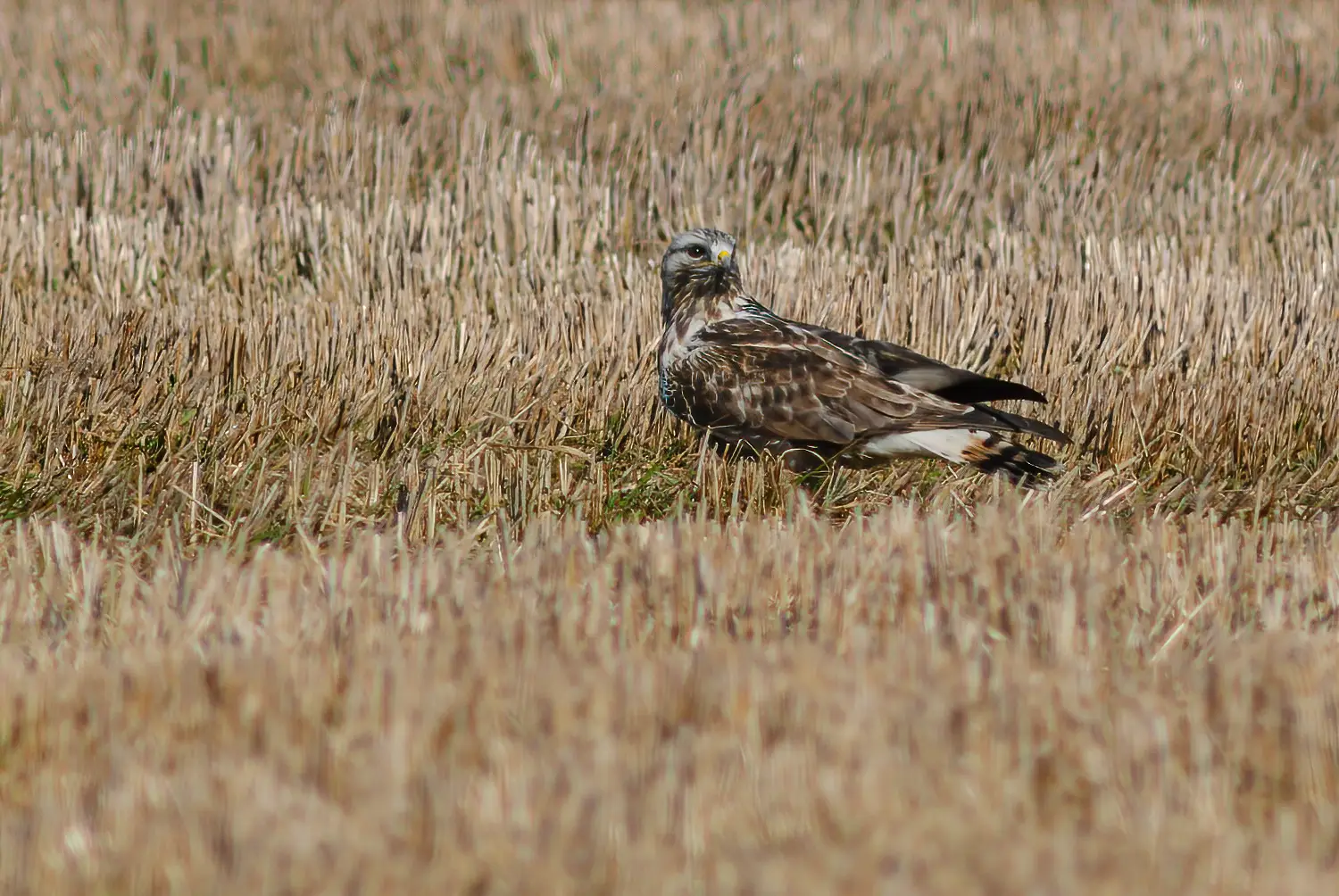 Poiana calzata