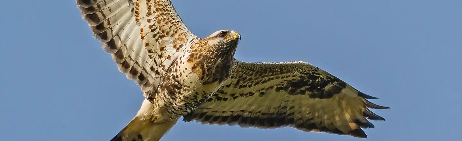 Poiana calzata. Visto dalla parte inferiore verso il cielo. ysere Piumaggio chiaro. L'uccello ha una coda bianca con un bordo di uscita scuro.