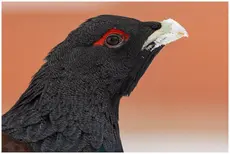 Gallo cedrone