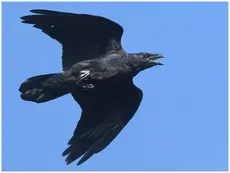 Corvo imperiale