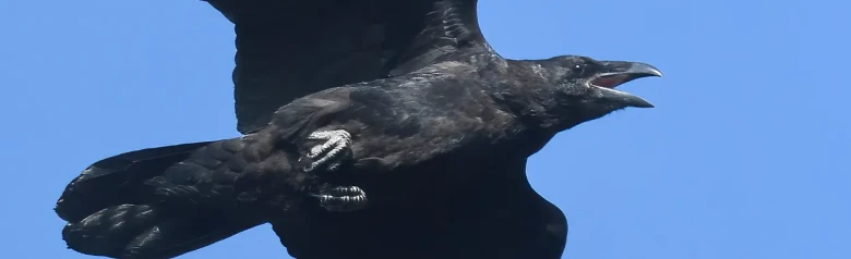 Corvo imperiale. Qui si vede volare su uno sfondo di cielo blu. Uccello di grandi dimensioni con un becco molto forte e una coda cuneiforme.