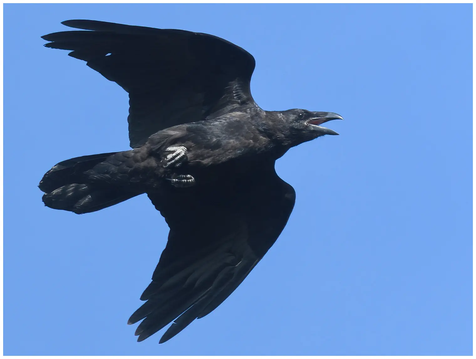 Corvo imperiale. Qui si vede volare su uno sfondo di cielo blu. Uccello di grandi dimensioni con un becco molto forte e una coda cuneiforme.