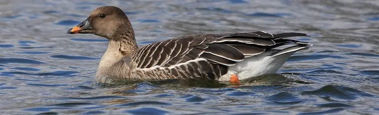 Oca granaiola della taiga. Sdraiato sull'acqua. Le zampe sono arancioni, così come il becco, che presenta anche dei segni neri.