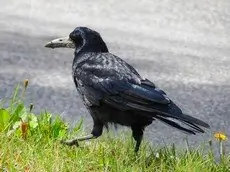 Corvo nero