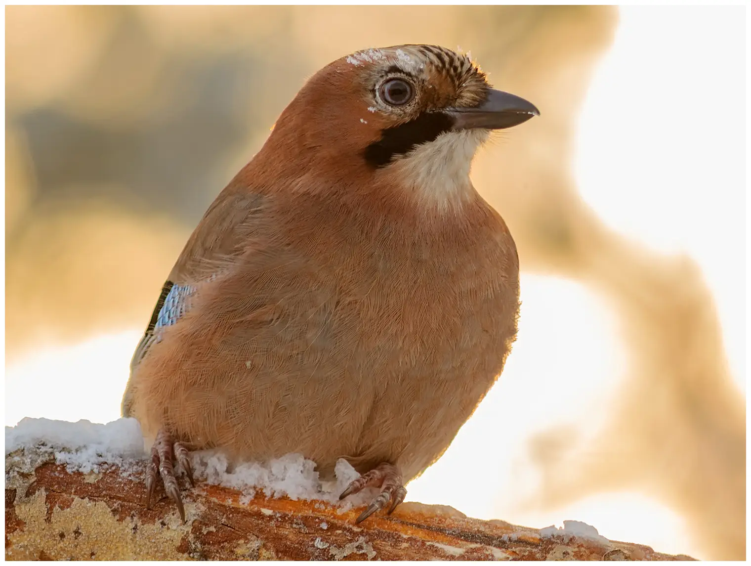 Ghiandaia eurasiatica