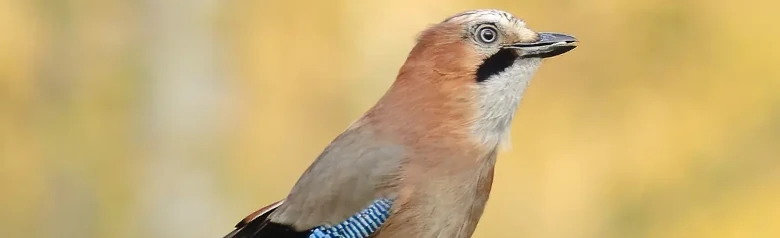 Ghiandaia eurasiatica. Uccello maculato con macchia alare azzurra, striscia di barba nera e groppone superiore bianco.