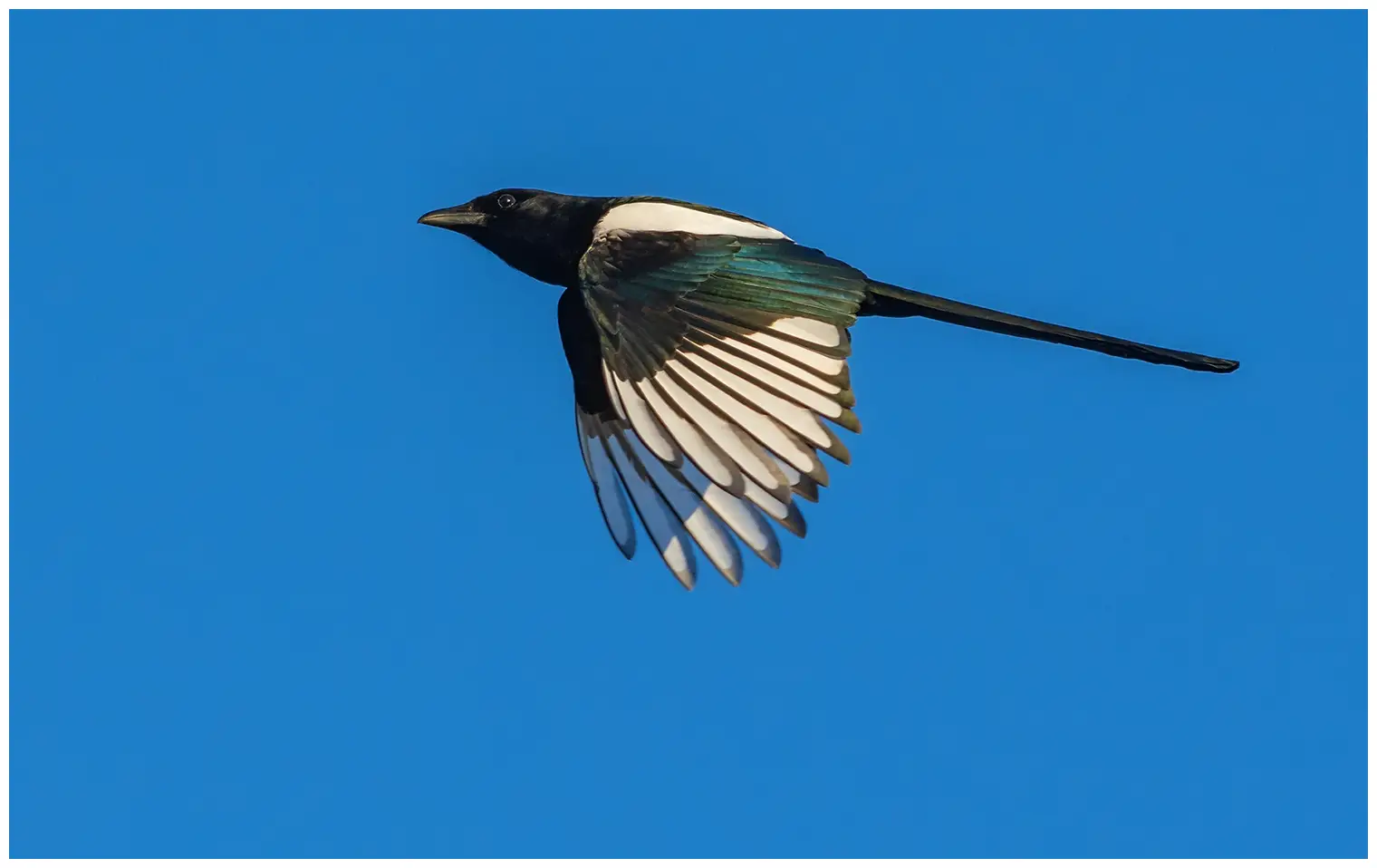 Gazza comune europea