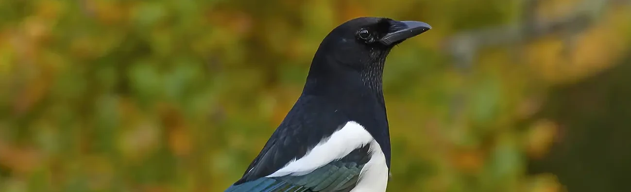 Gazza comune europea. Piumaggio bianco e nero con una lucentezza metallica sulle ali e sulla lunghissima coda, che spesso agita.
