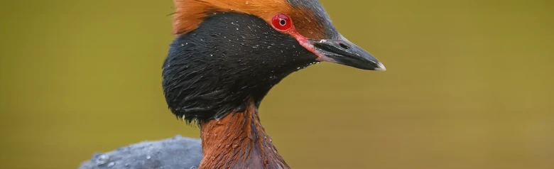 Svasso cornuto. Piume ornamentali arancioni sulla testa, collare nero e occhi completamente rossi.