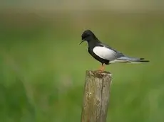 Mignattino alibianche