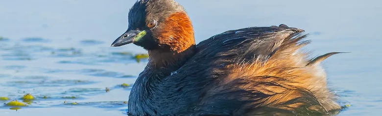 Tuffetto. L'uccello è scuro e presenta distinte macchie gialle agli angoli della bocca. Non ha il piumaggio della testa degli altri svassi maggiori.
